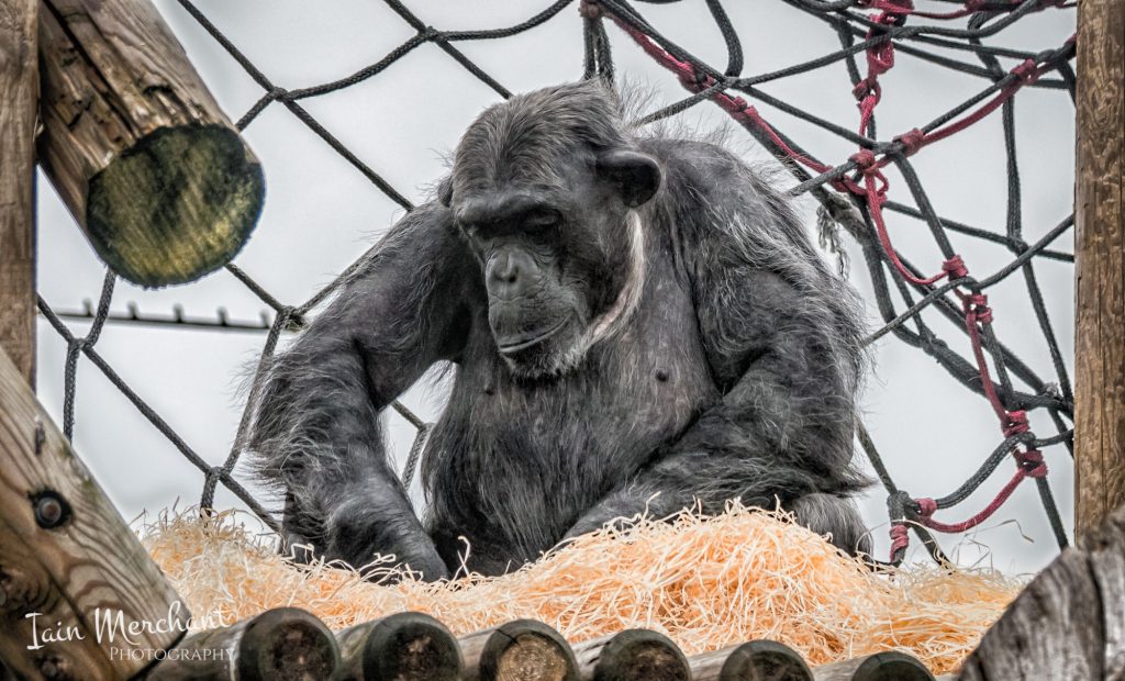 Photograph of the chimp preparing straw for its afternoon nap